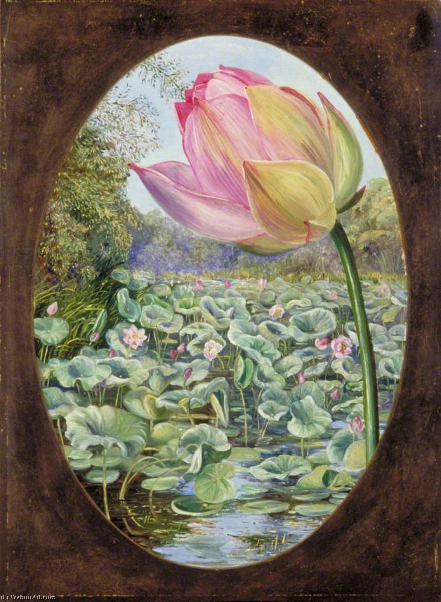 The Sacred Lotus Or Pudma — Marianne North