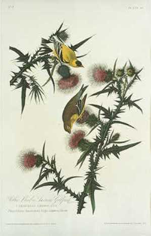 Yellow Bird Or American Goldfinch — Robert Havell