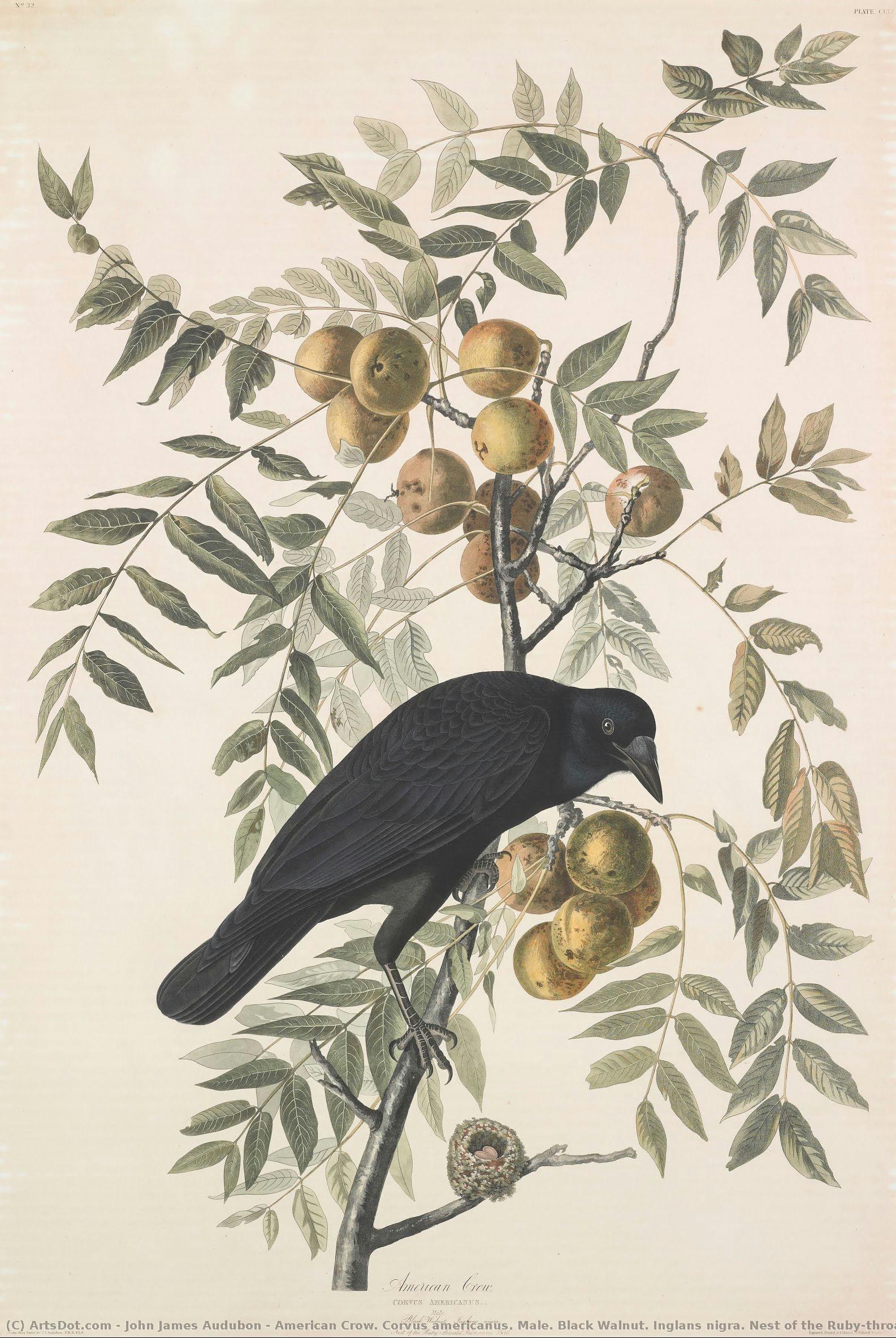 American Crow. Corvus Americanus. Male. Black Walnut. Inglans Nigra. Nest Of The Ruby-throated Humming Bird — John James Audubon
