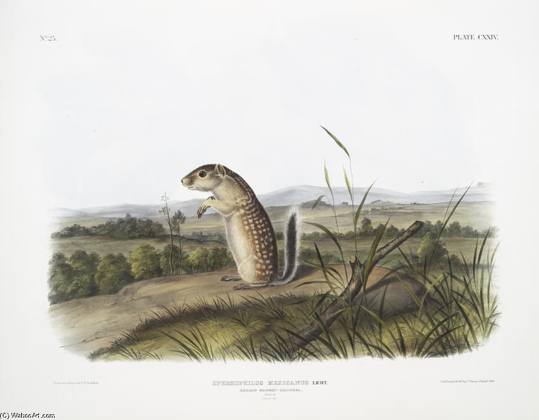 Spermophilus Mexicanus, Mexican Marmot Squirrel. Male. Natural Size — John James Audubon