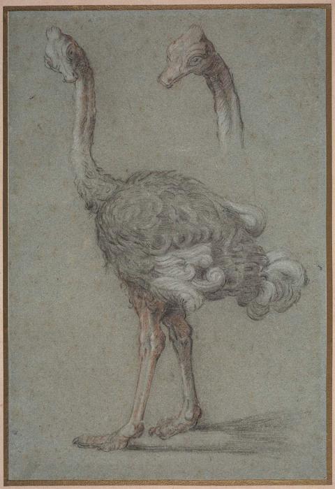 Two Studies Of An Ostrich — Jean-baptiste Oudry