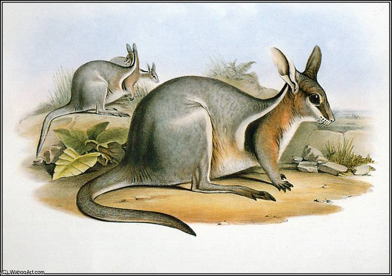Bridled Nail - Tail Wallaby — John Gould