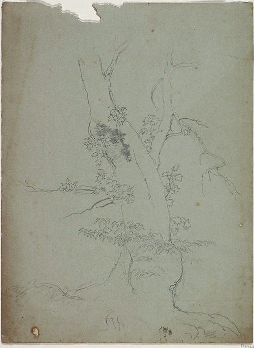 Tree Trunk3 — Thomas Cole