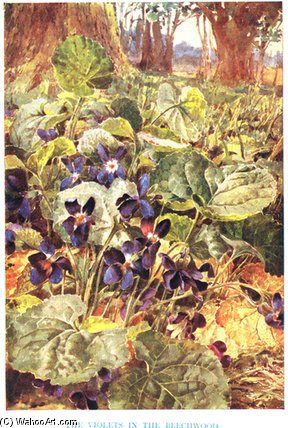 Violets In The Beechwood — Louis Fairfax Muckley