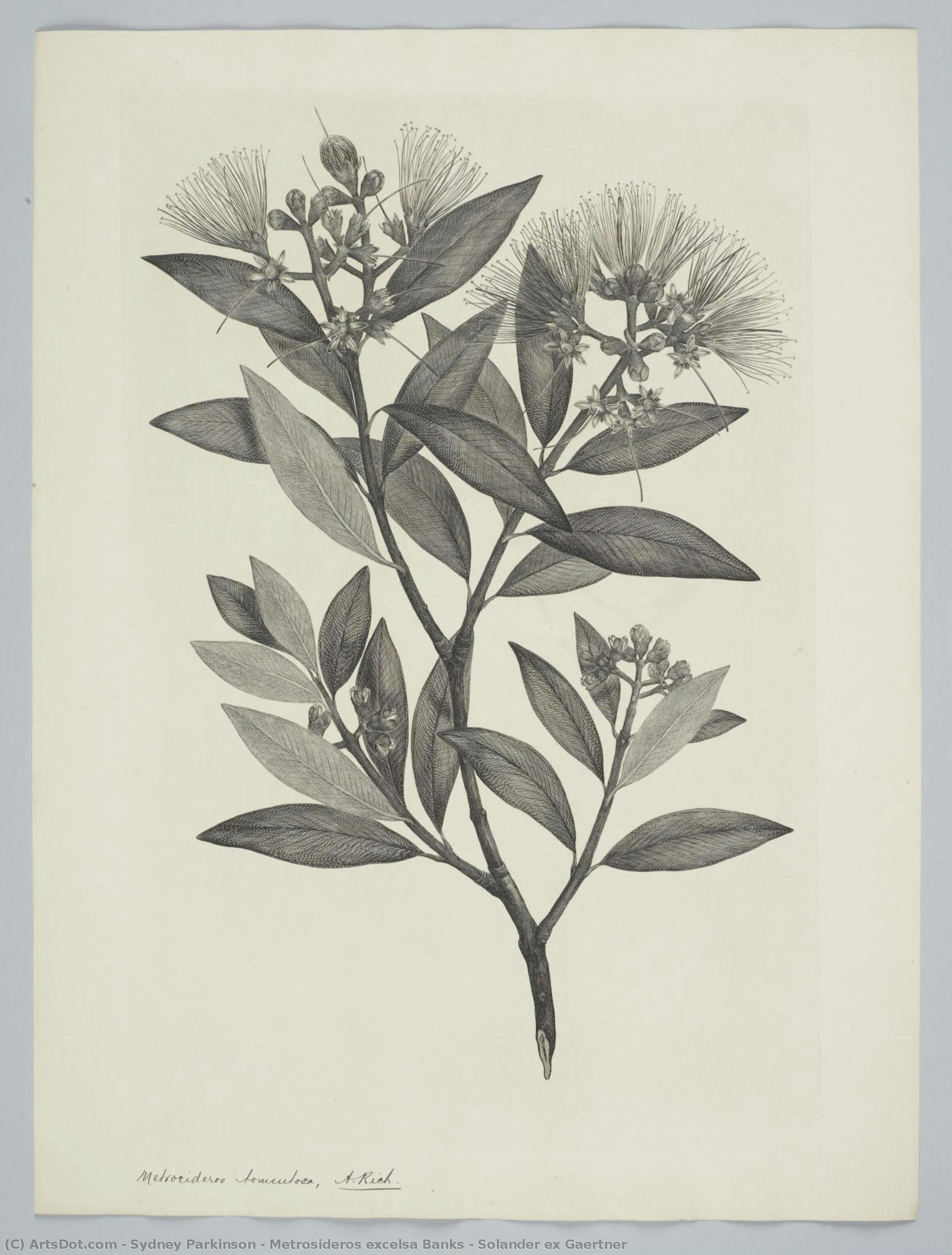 Metrosideros Excelsa Banks & Solander Ex Gaertner — Sydney Parkinson