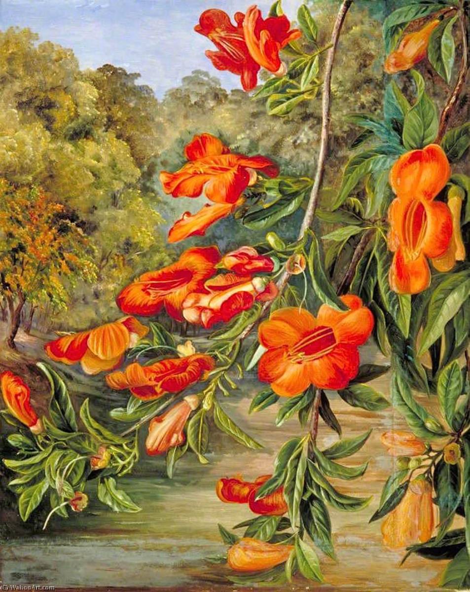 Foliage And Flowers Of An Indian Tree — Marianne North