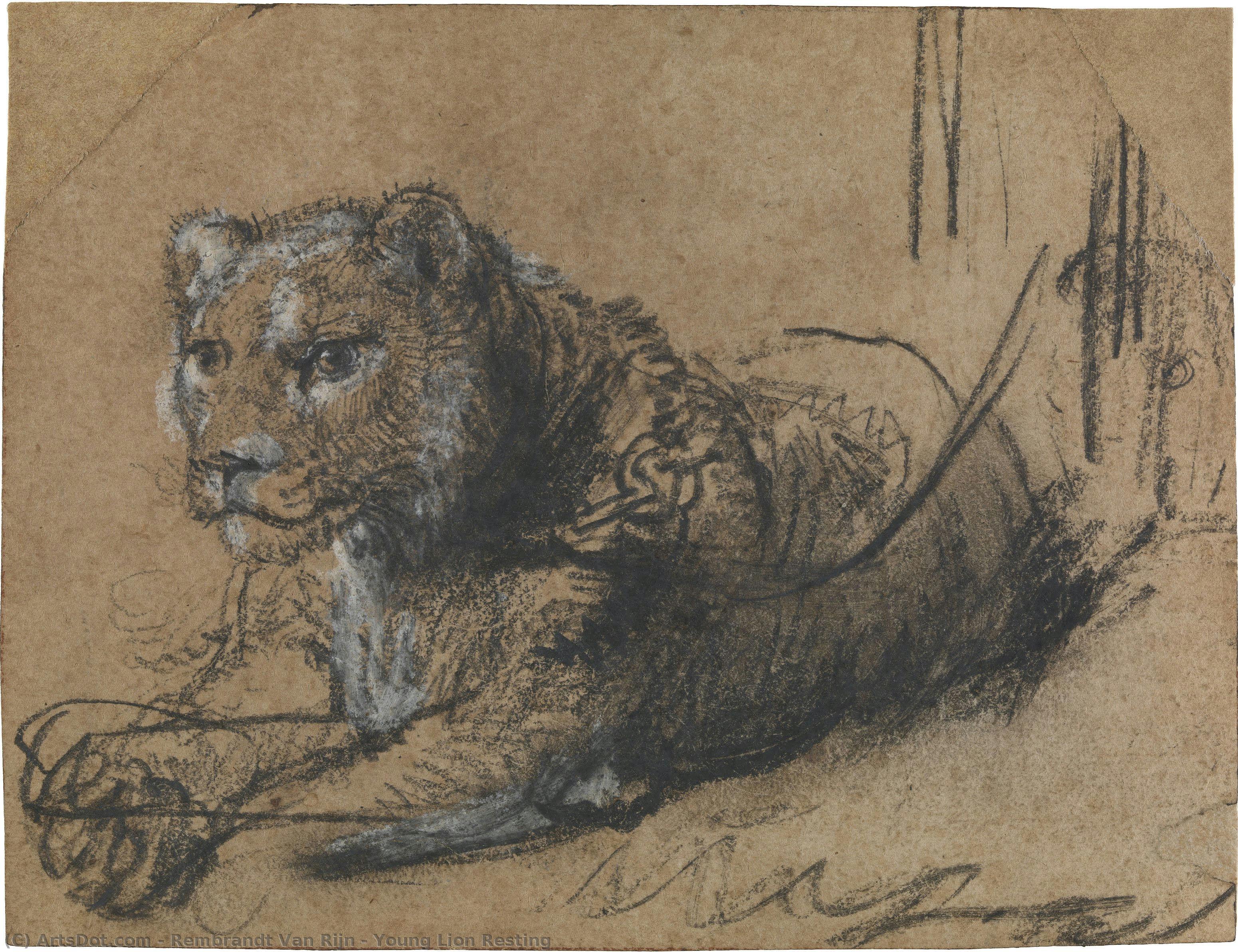 Young Lion Resting — Rembrandt Van Rijn