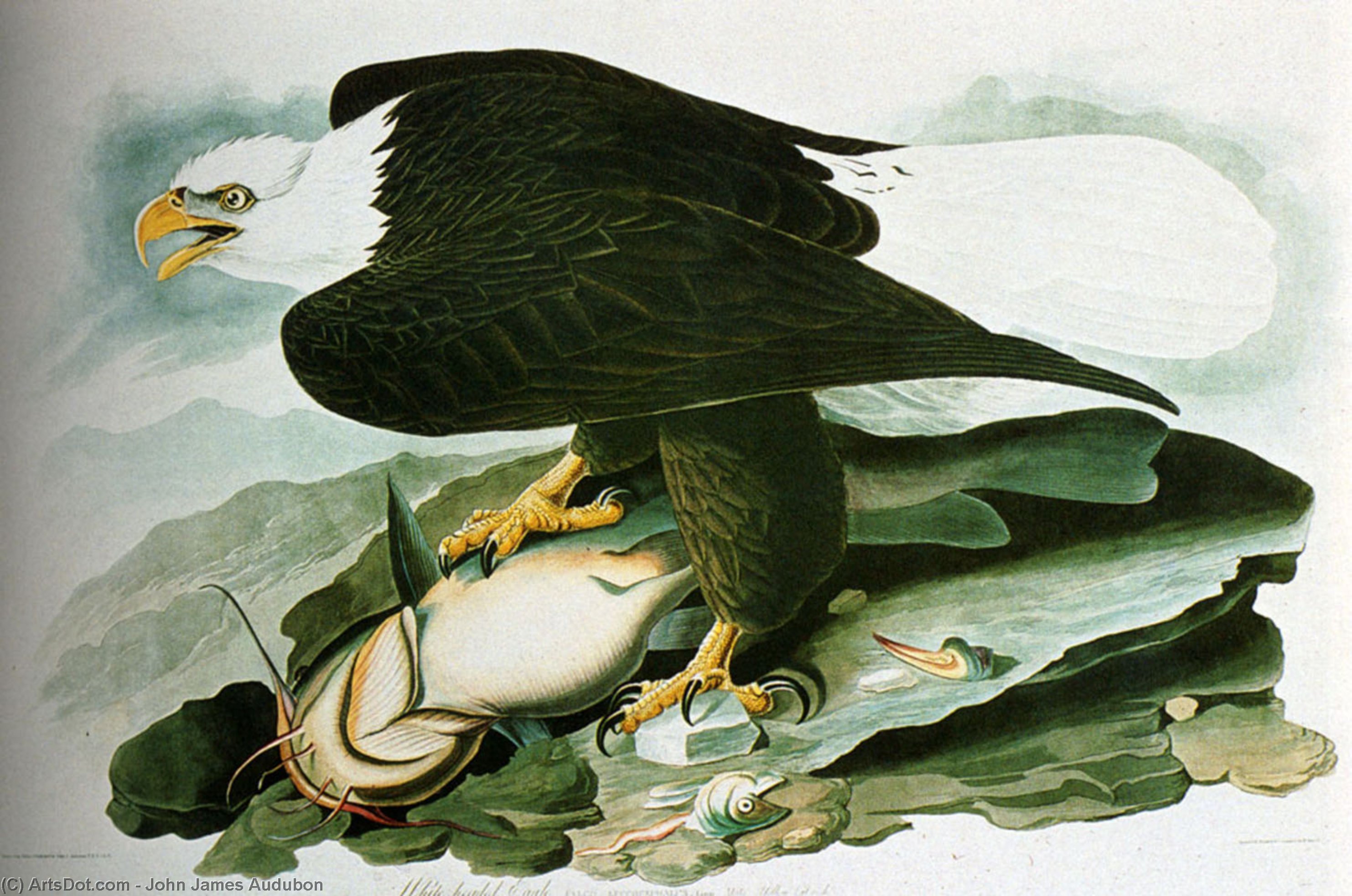 The Bald Headed Engle From Birds Of America — John James Audubon