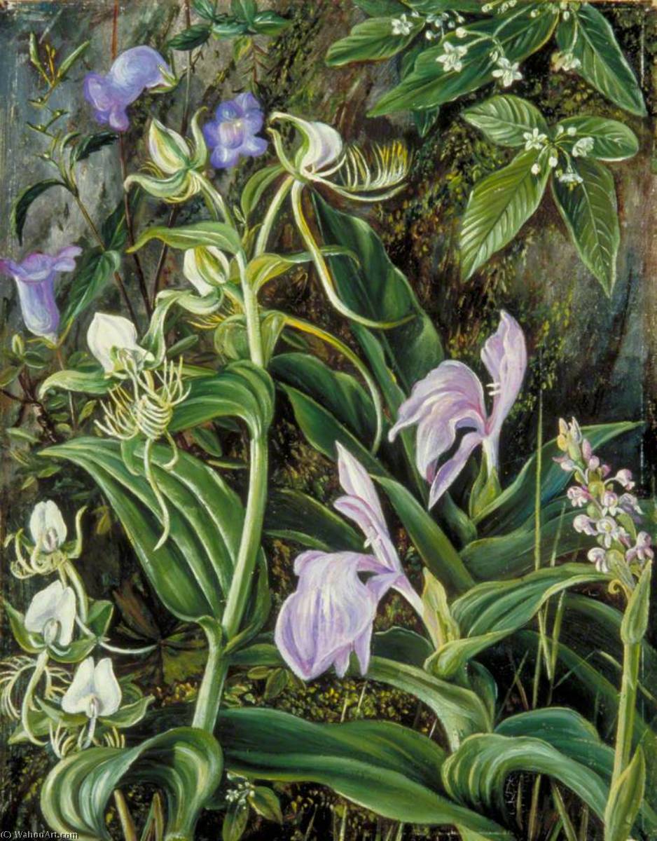 Wild Flowers Of Kumaon, India — Marianne North