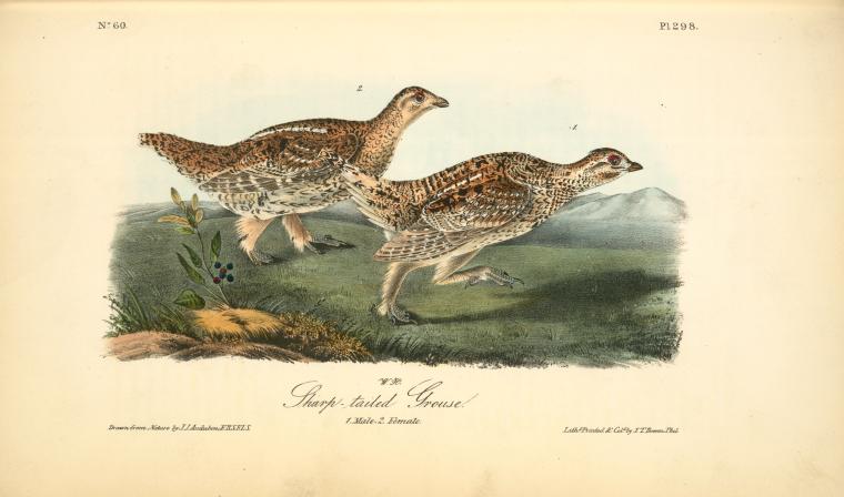 Sharp-tailed Grouse. 1. Male. 2. Female — John James Audubon