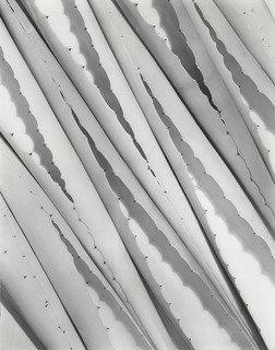 Agave Design — Imogen Cunningham
