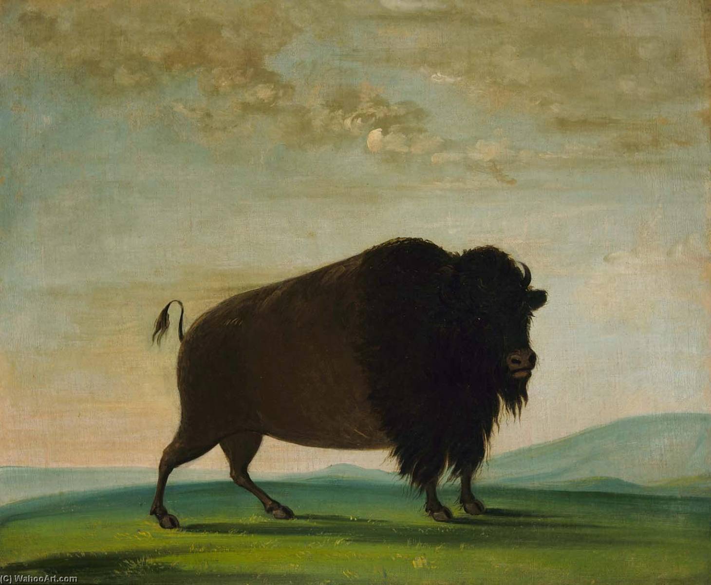 Buffalo Cow, Grazing On The Prairie — George Catlin