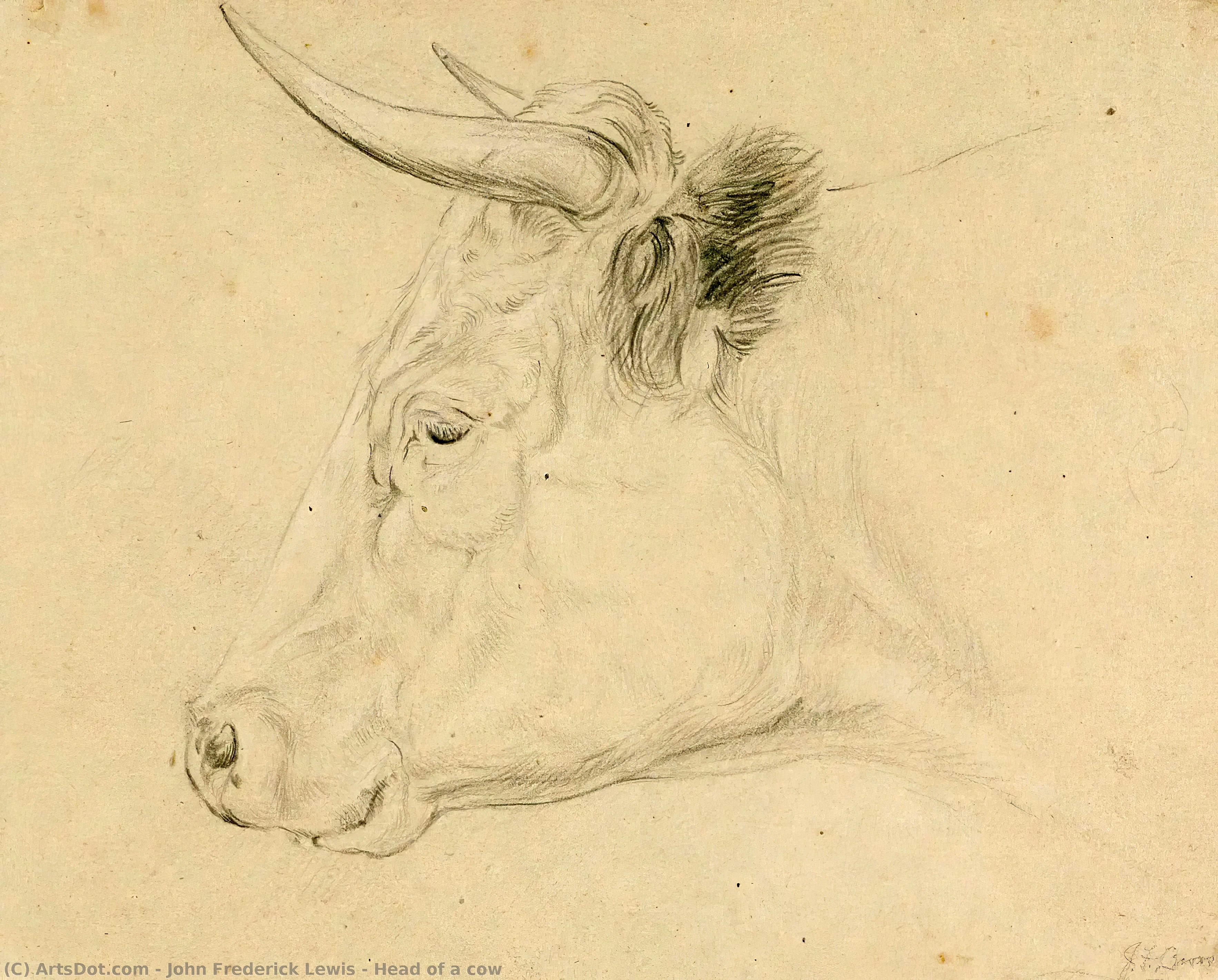 Head Of A Cow — John Frederick Lewis