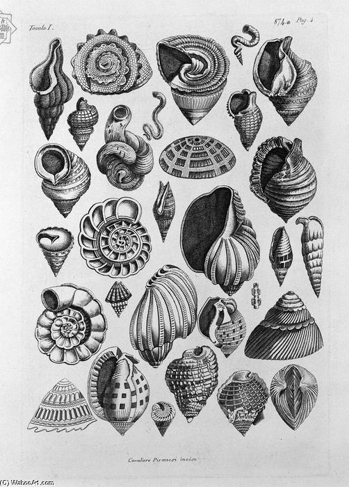 Various Shells Taken From The Real — Giovanni Battista Piranesi