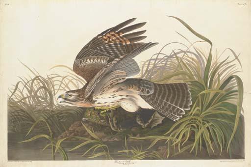 Winter Hawk — Robert Havell