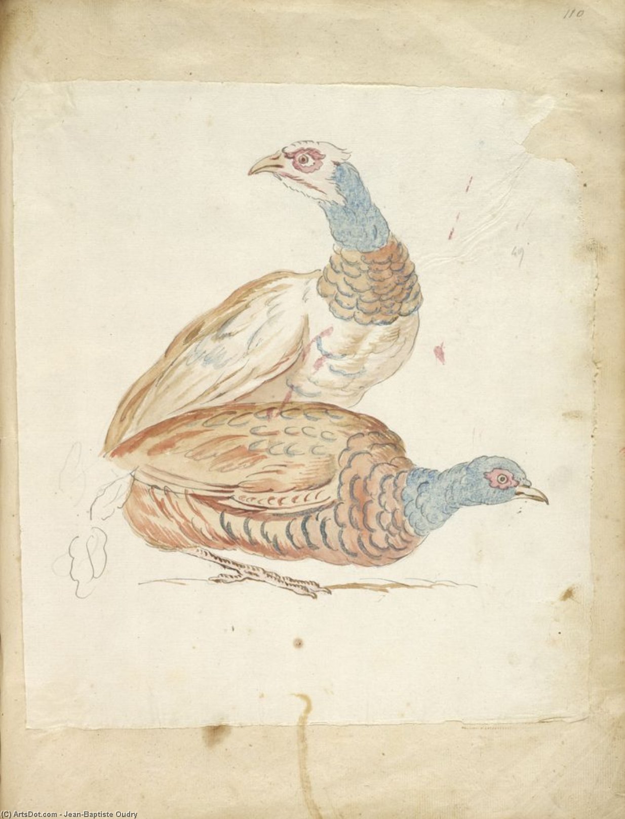 Two Pheasants — Jean-baptiste Oudry