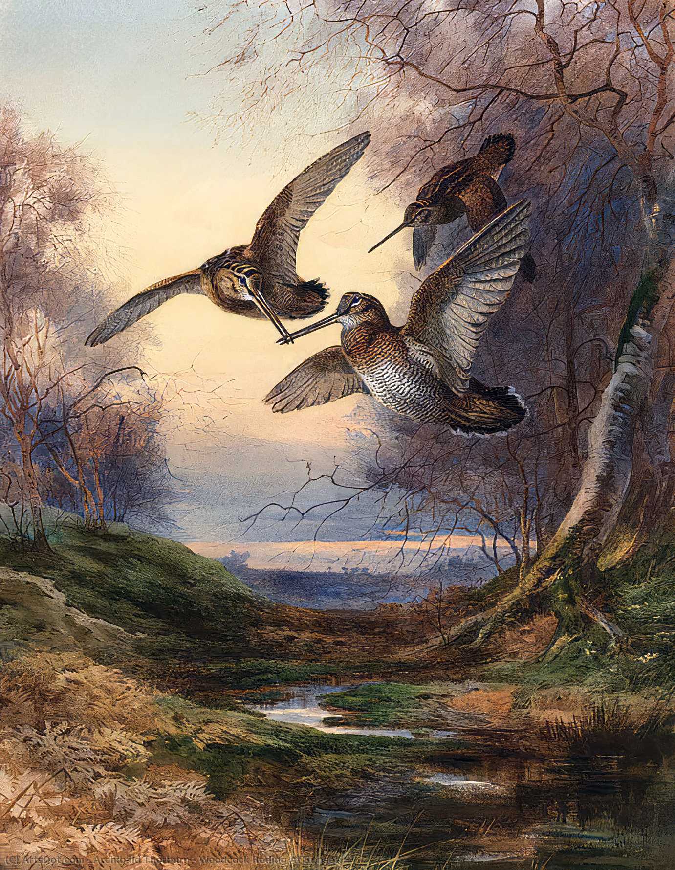 Woodcock Roding At Sunset — Archibald Thorburn