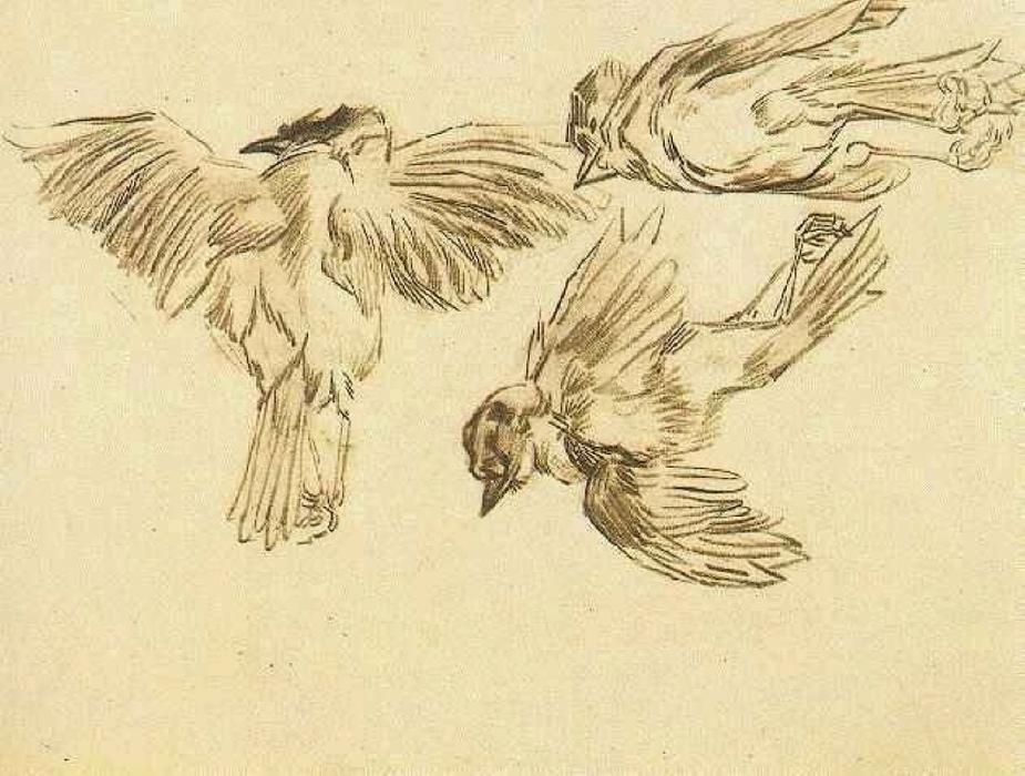 Studies Of A Dead Sparrow — Vincent Willem Van Gogh