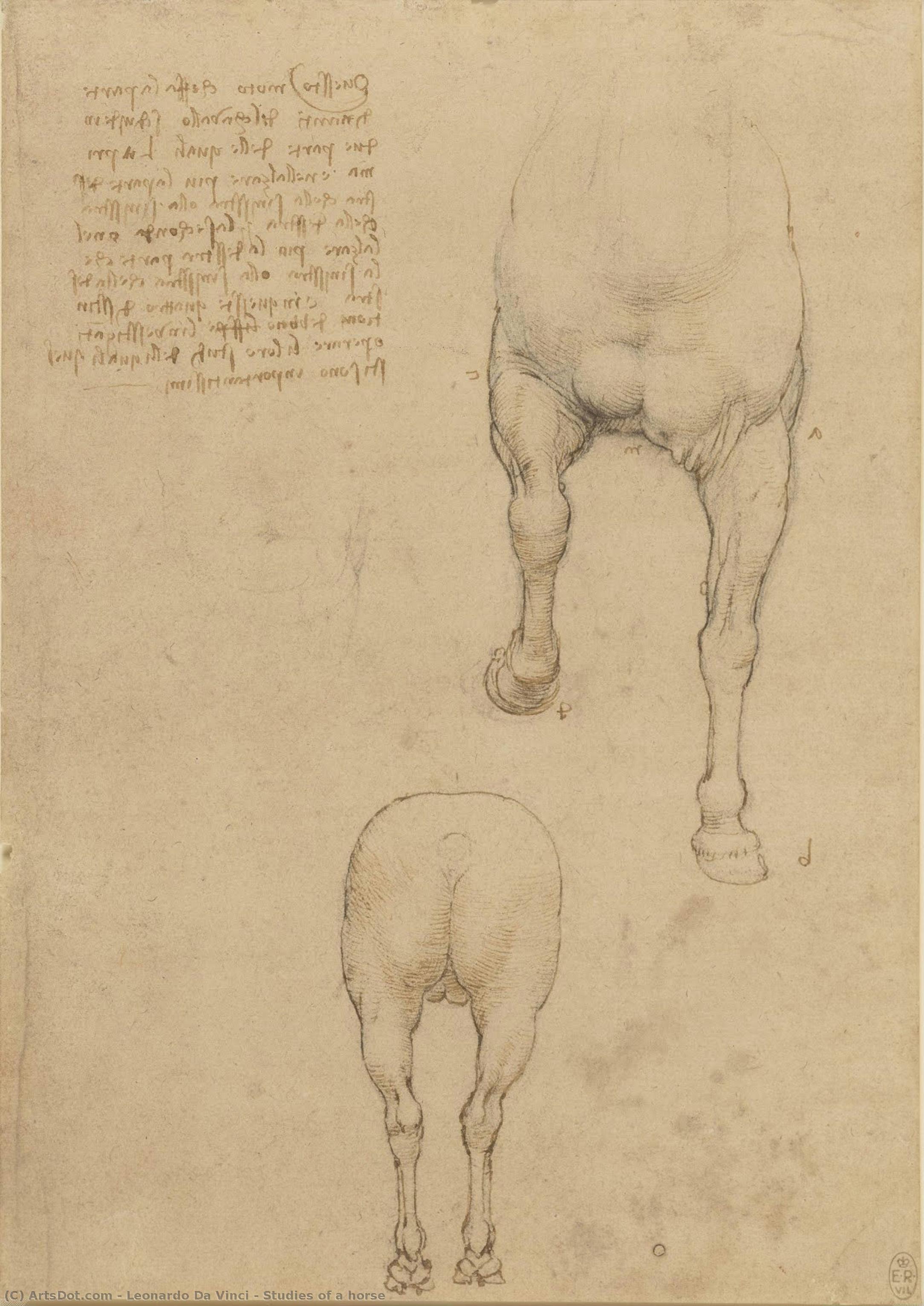 Studies Of A Horse — Leonardo Da Vinci