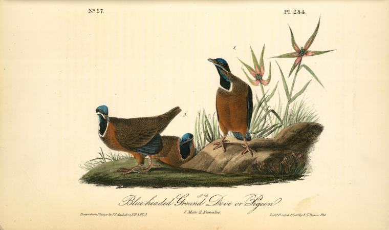 Blue-headed Ground Dove Or Pigeon. 1. Male. 2. Females — John James Audubon
