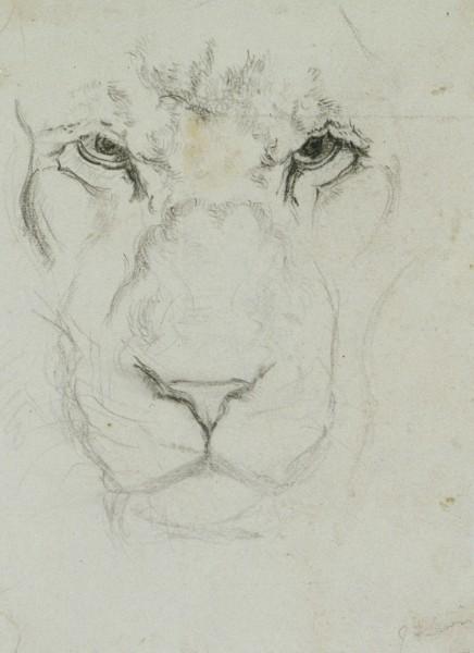 Face Of A Lion — John Frederick Lewis
