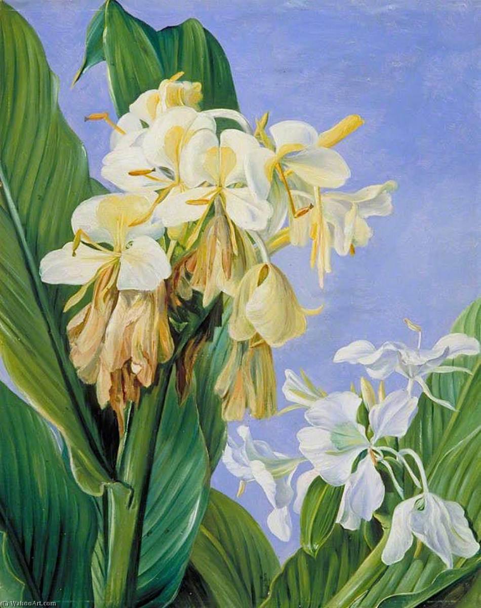 Flowers Of Hedychium, Botanic Gardens, Brazil — Marianne North