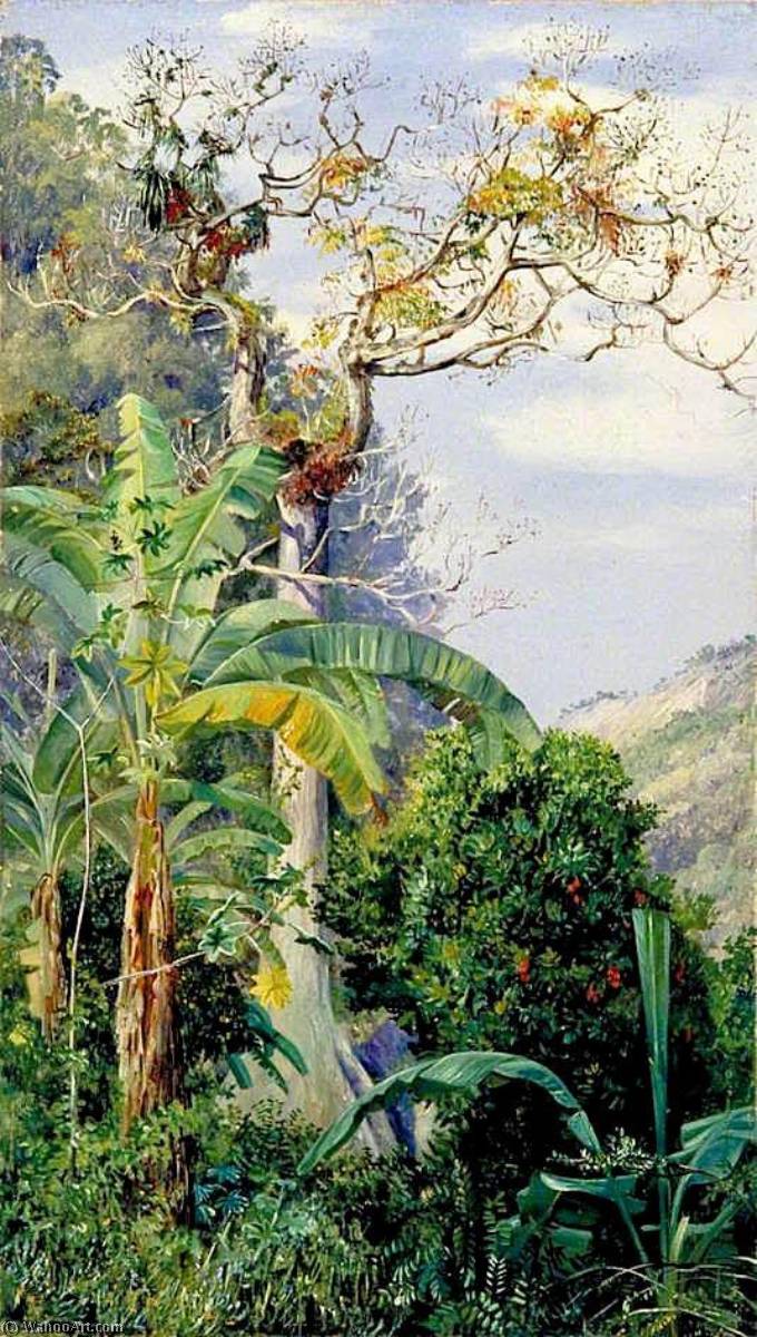 Great Cotton Tree, Jamaica — Marianne North