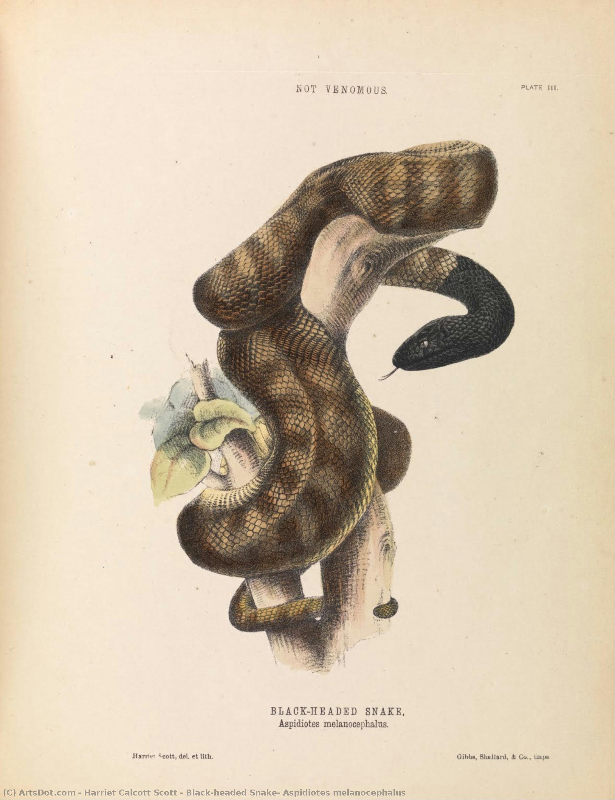 Black-headed Snake, Aspidiotes Melanocephalus — Harriet Calcott Scott