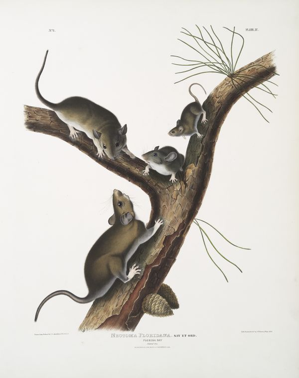 Neotoma Floridana, Florida Rat. Natural Size. Male, Female And Young Of Different Age — John James Audubon