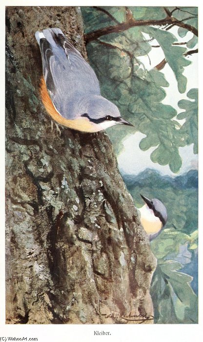 Nuthatch — Friedrich Wilhelm Kuhnert