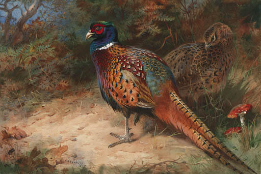 A Cock And Hen Pheasant — Archibald Thorburn