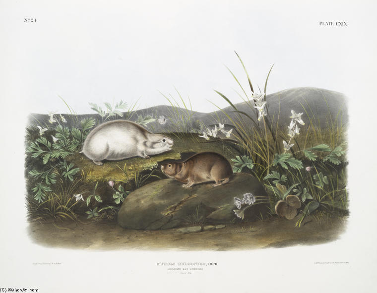 Myodes Hudsonius, Hudson Bay Lemming. Natural Size — John James Audubon
