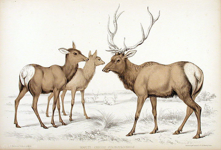 Deer Strongyloides — Benjamin Waterhouse Hawkins