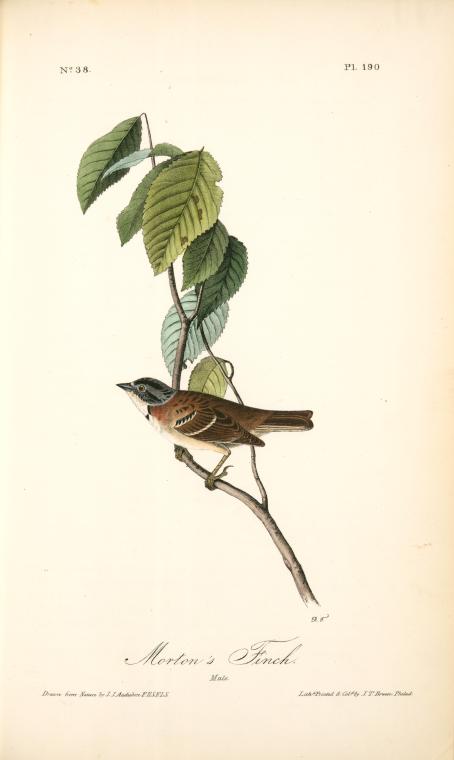 Morton's Finch. Male — John James Audubon