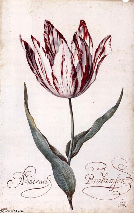 Tulip — Balthasar Van Der Ast