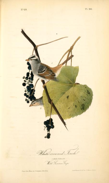 White-crowned Finch. 1.male. 2. Female. (wild Summer Grape.) — John James Audubon