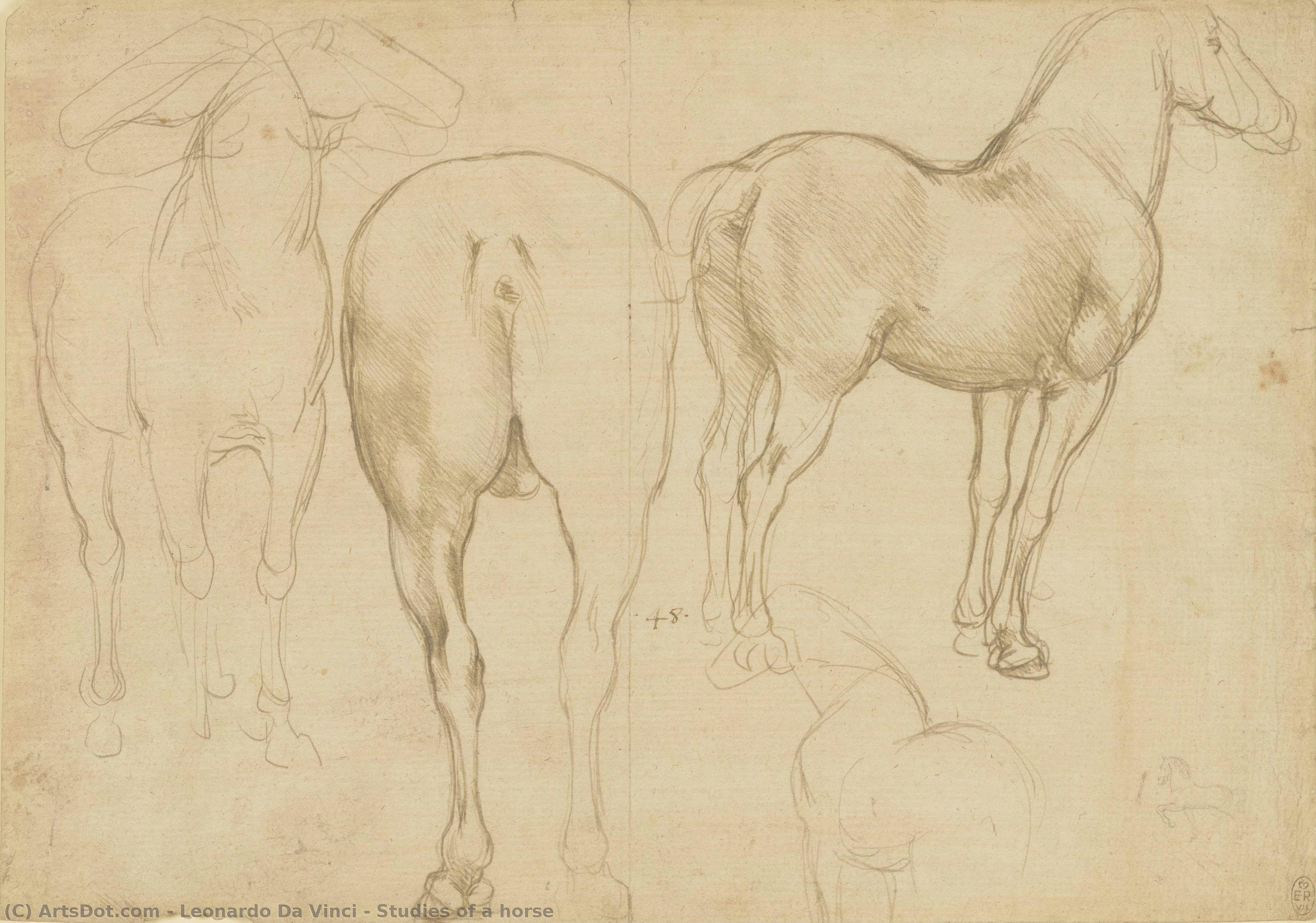 Studies Of A Horse — Leonardo Da Vinci