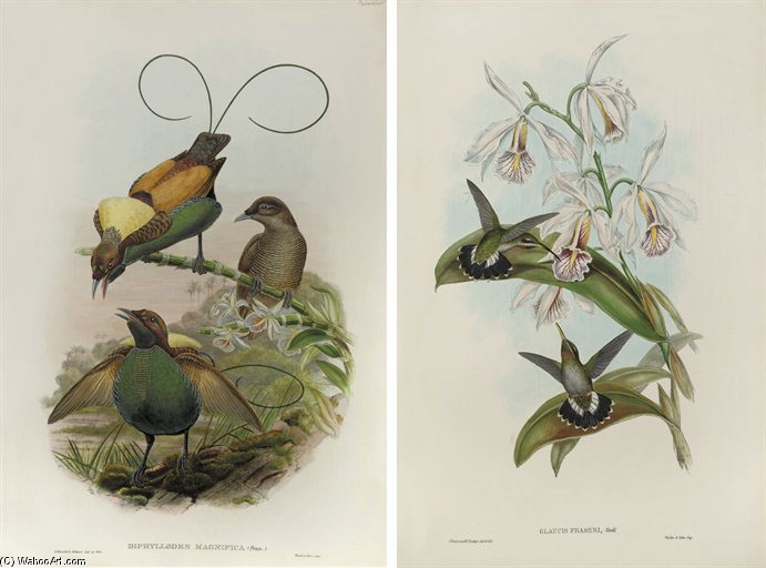 Untiteled — John Gould