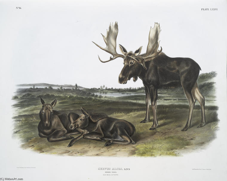 Servus Alces, Moose Deer. Old Male ^ Young — John James Audubon