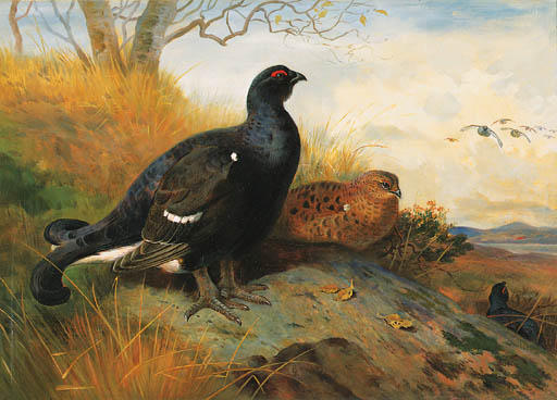 Blackgame On A Rocky Outcrop Beneath A Tree, A Lake Beyond — Archibald Thorburn