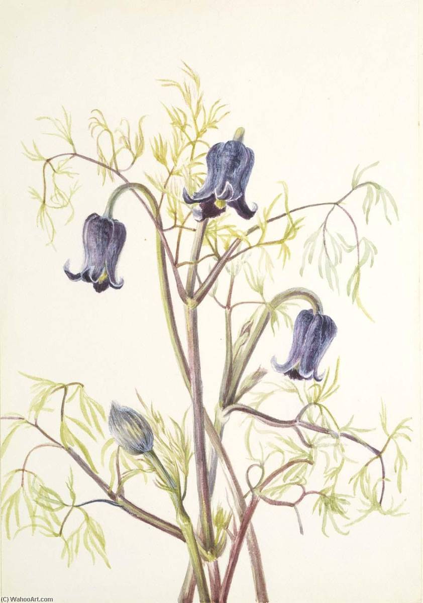 Leather Flower (clematis Hirsutissima) — Mary Vaux Walcott