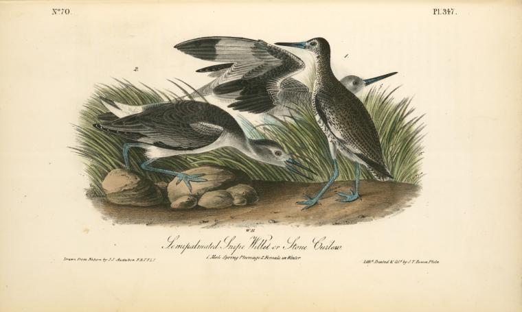 Semipalmated Snipe, Willet Or Stone Curlew. 1. Male Spring Plumage. 2. Female In Winter — John James Audubon
