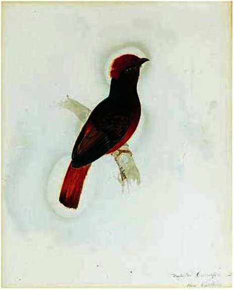 A Red Chatterer — Edward Lear