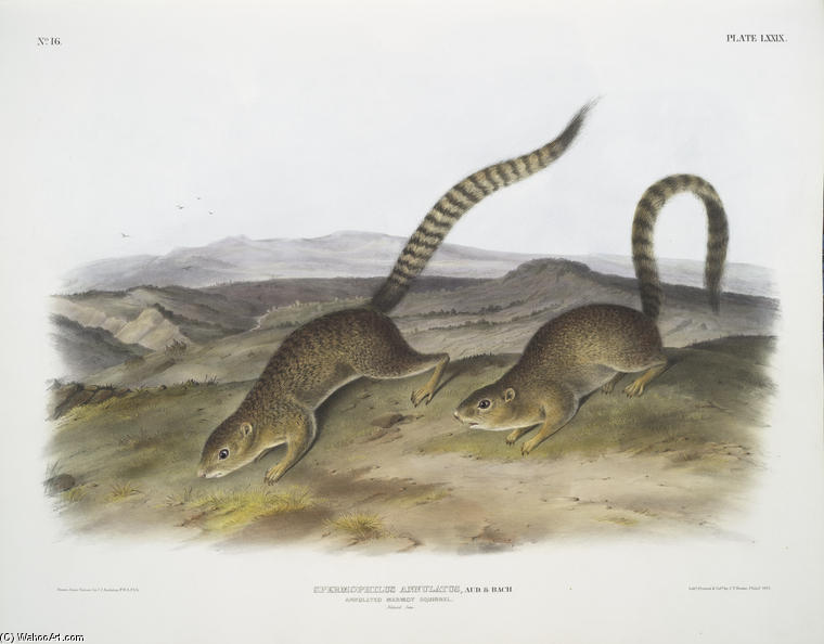 Spermophilus Annulatus, Annulated Marmot Squirrel — John James Audubon