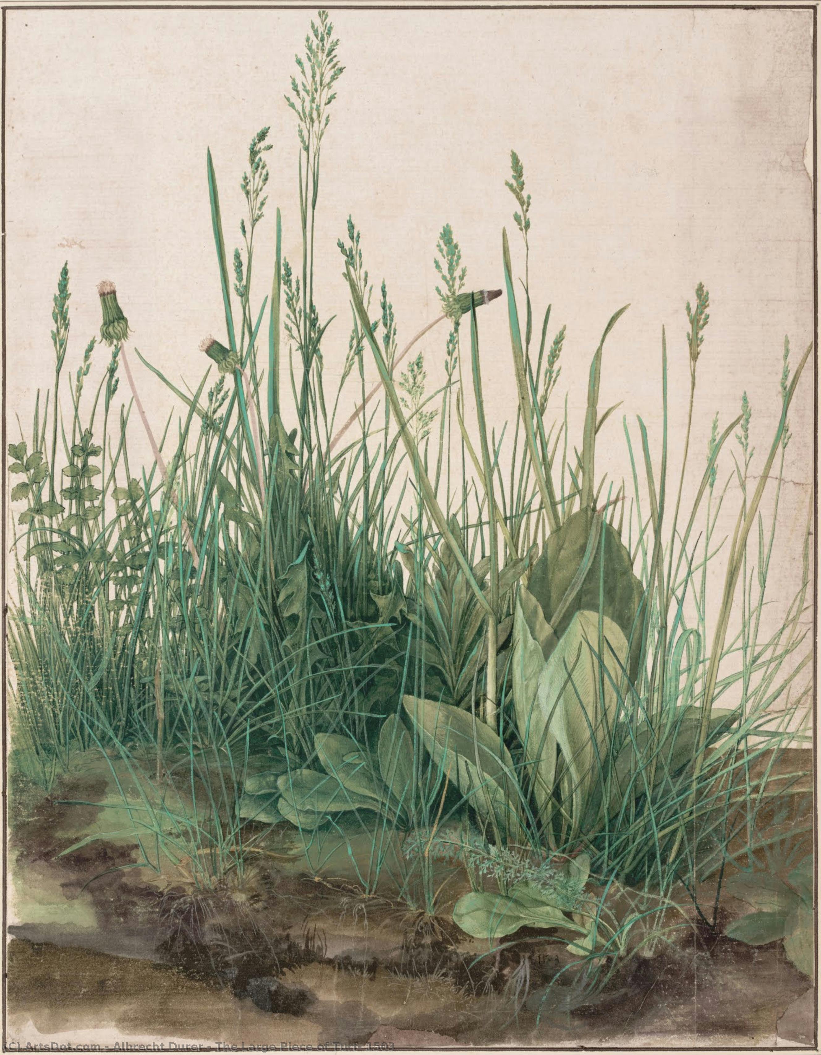 The Large Piece Of Turf, 1503 — Albrecht Dürer