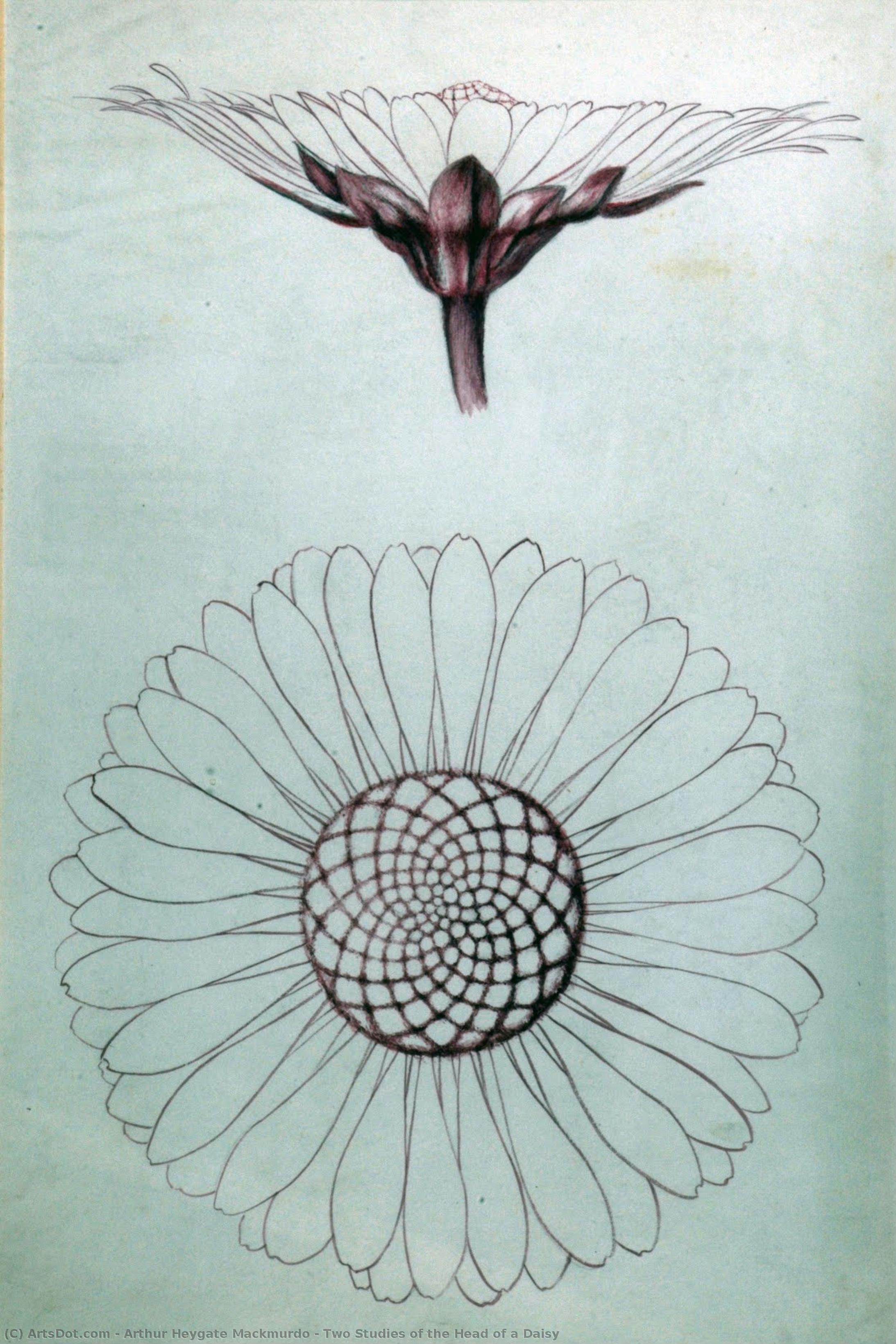 Two Studies Of The Head Of A Daisy — Arthur Heygate Mackmurdo