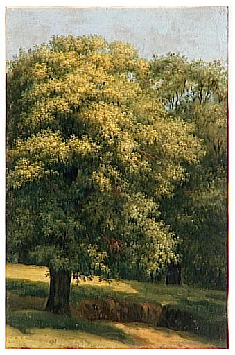 Le Grand Arbre — Pierre De Valenciennes