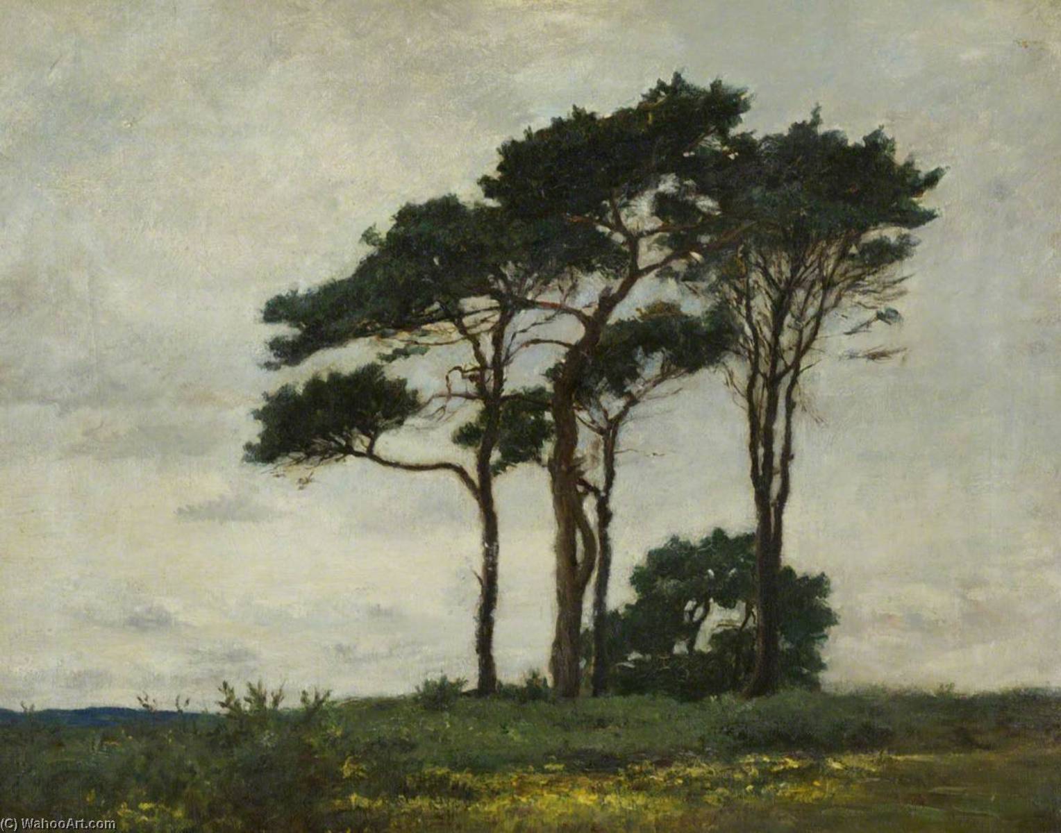 A Group Of Firs — John Leslie Thomson
