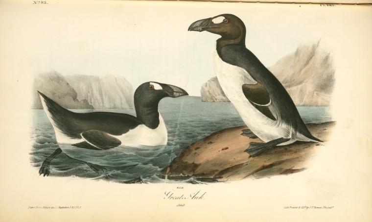 Great Auk. Adult — John James Audubon