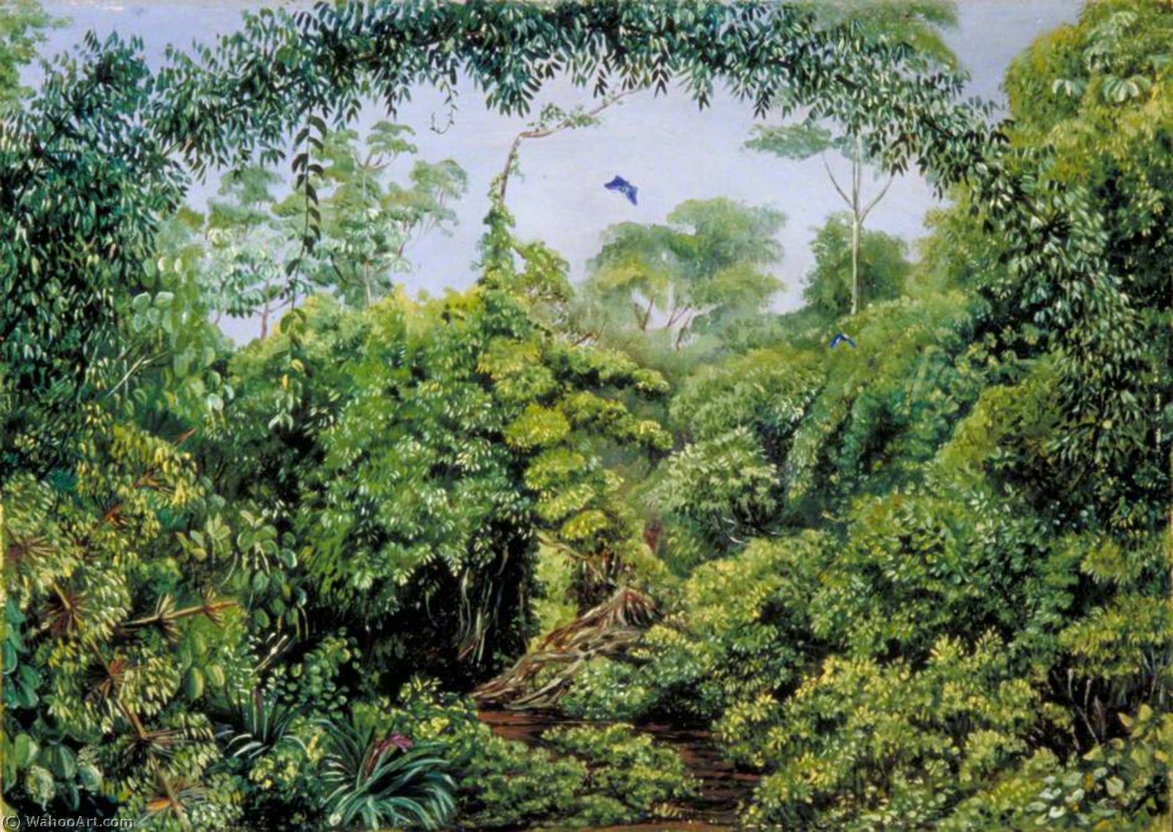 Butterflies' Road Through Gongo Forest, Brazil — Marianne North
